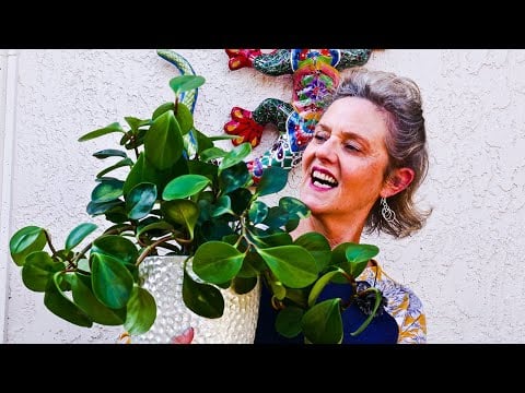 PRUNING & PROPAGATING A BABY RUBBER PLANT (PEPEROMIA OBTUSIFOLIA)/ JoyUsGarden