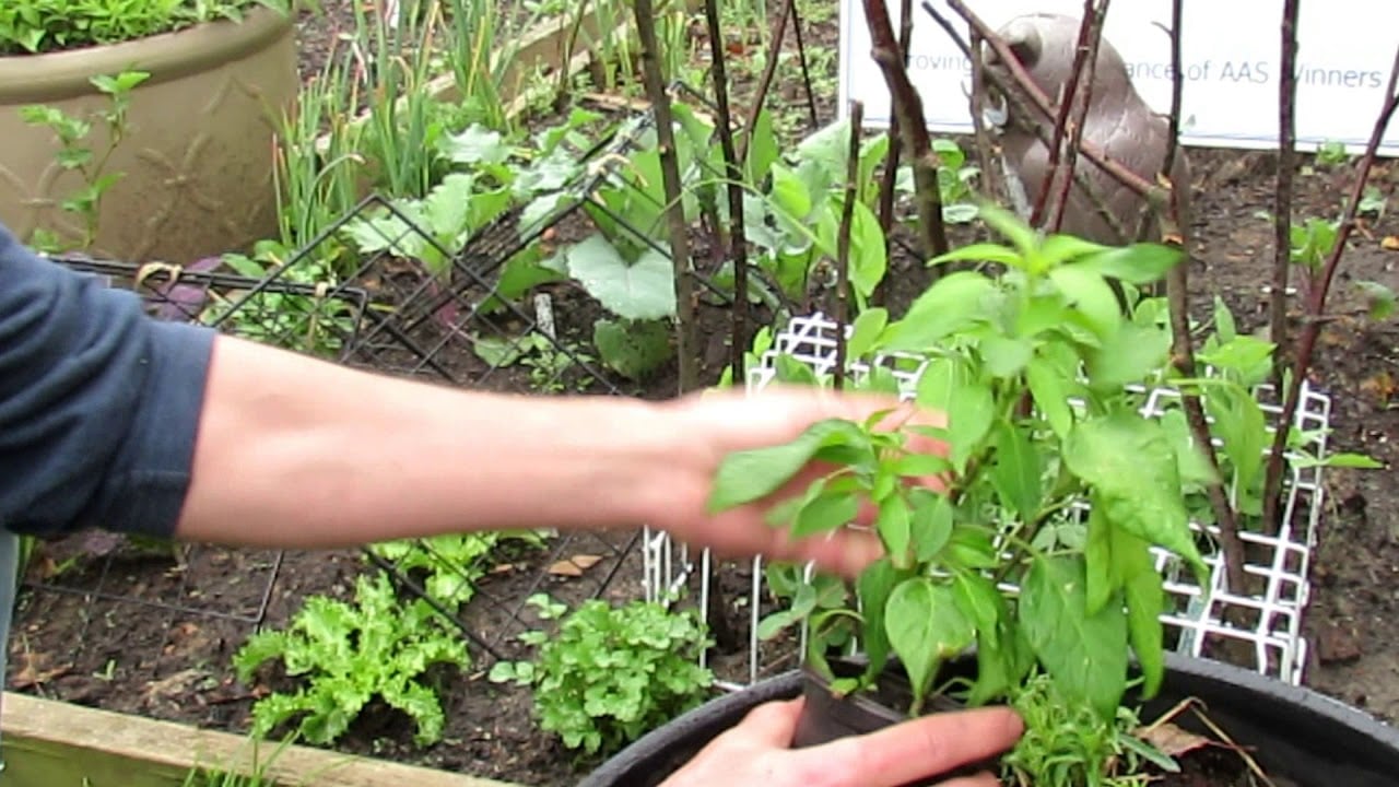 How to Top off or Tip Prune Peppers - Increase Production: Growth Example