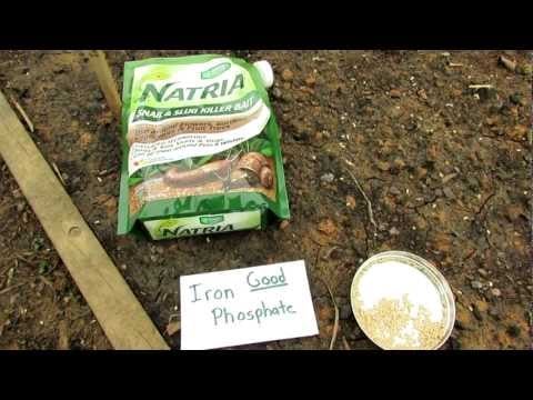 60 Seconds or Sow: Killing Snails and Slugs with Iron Phosphate - The Rusted Garden 2013