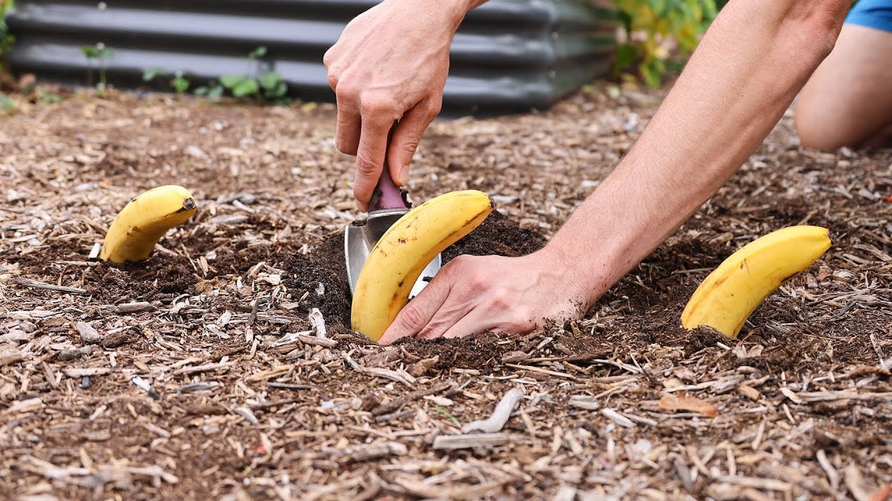 Just Bury Bananas in the Garden and This Happens