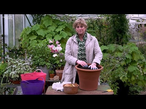 How to Plant a Bulb Lasagne