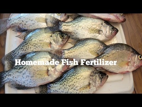 How to make Homemade Fish Fertilizer? 🐟 🐟 🐟