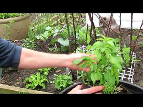 How to Top off or Tip Prune Peppers - Increase Production: Growth Example