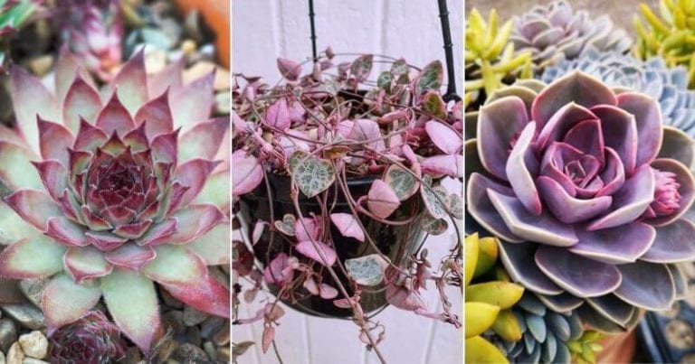 14 Sensational Purple Succulents You Will Love