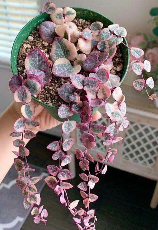 14 Sensational Purple Succulents You Will Love 15 Ceropegia Woodii Variegata