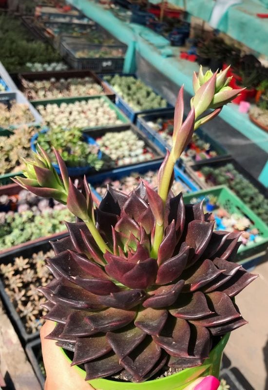 14 Sensational Purple Succulents You Will Love 9 Echeveria ‘Black Prince’
