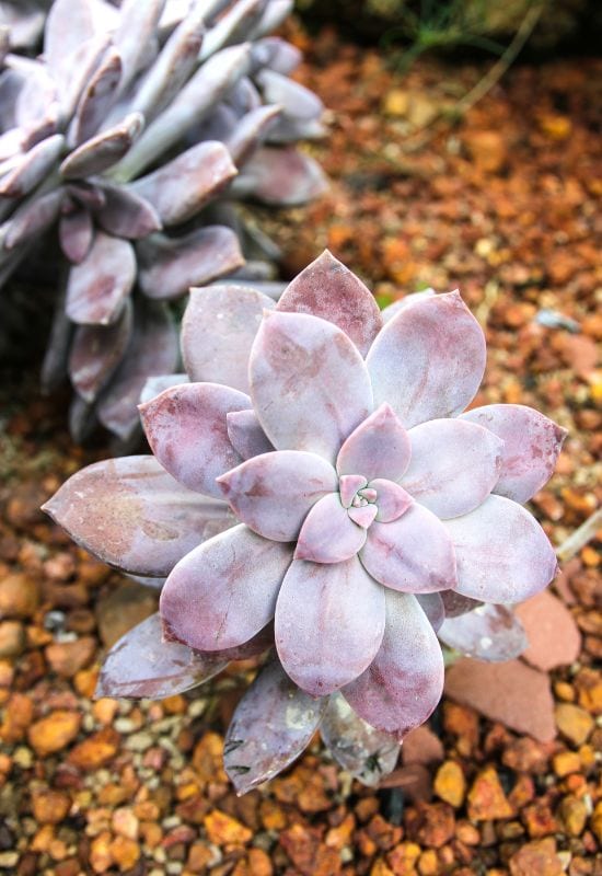 14 Sensational Purple Succulents You Will Love 14 Graptopetalum Pentandrum Superbum