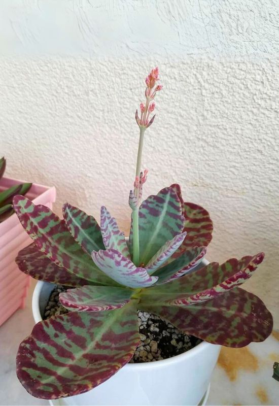 14 Sensational Purple Succulents You Will Love 10 Kalanchoe Humilis