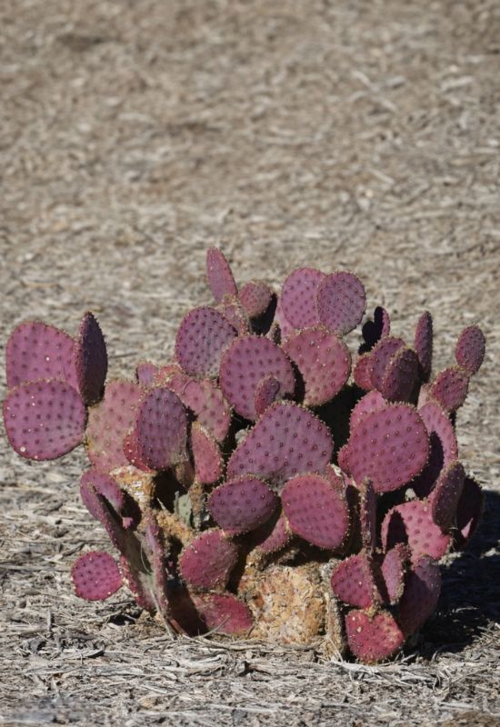 14 Sensational Purple Succulents You Will Love 12 Opuntia Gosseliniana