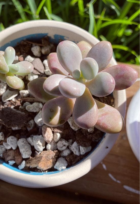 14 Sensational Purple Succulents You Will Love 8 Pachyphytum Opalina ‘Opal Moonstone’