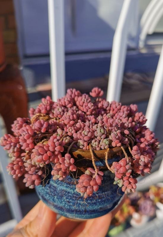 14 Sensational Purple Succulents You Will Love 13 Sedum Dasyphyllum ‘Minor