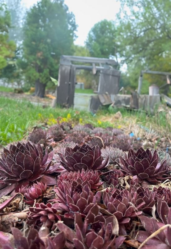 14 Sensational Purple Succulents You Will Love 3 Sempervivum 'Dark Beauty'