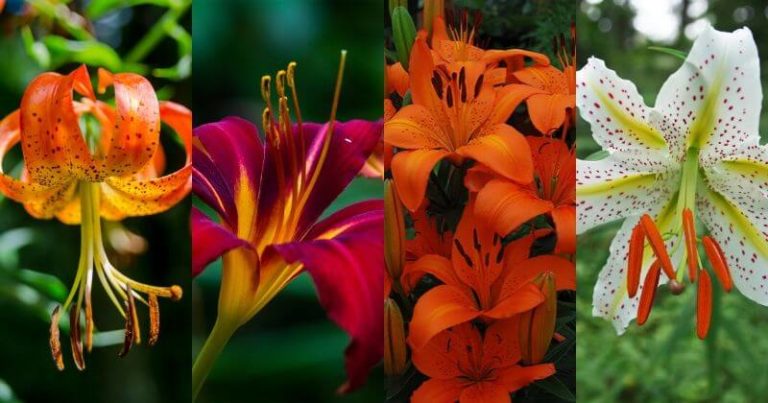 30 Different Types Of Lilies (With Pictures) & How To Care For Them