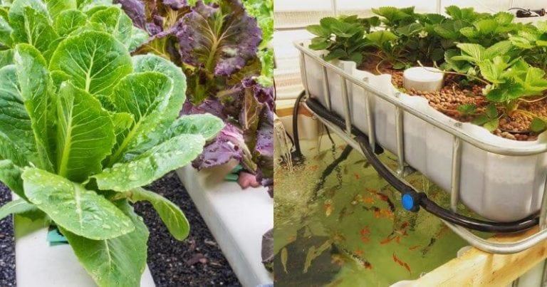 Aquaponics vs. Hydroponics: What’s The Difference and which is Better