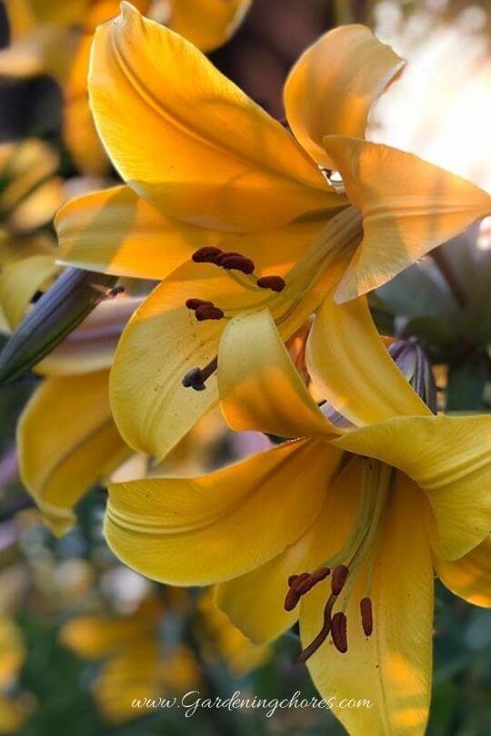 Lilium 'African Queen' (Trumpet Lily)