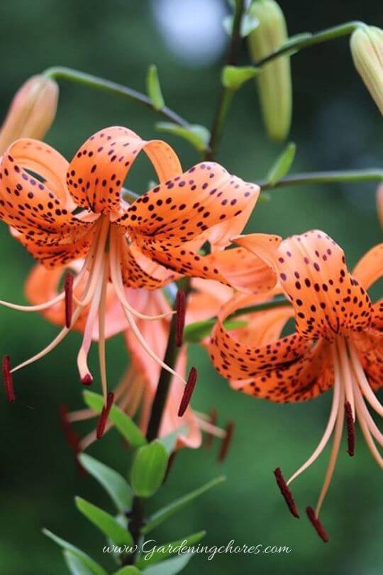 Lilium Lancifolium (Tiger Lily)