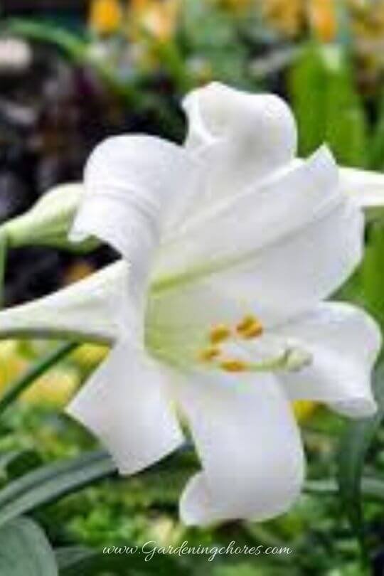 Lilium Longiflorum ‘White American’