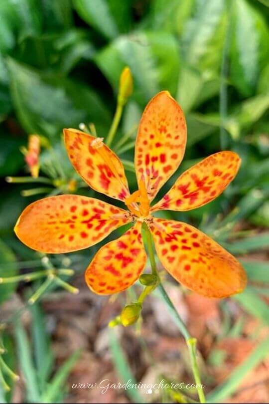 Lilium Pardilinum (Leopard Lily)