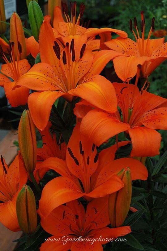 Orange Pixie Lily 
