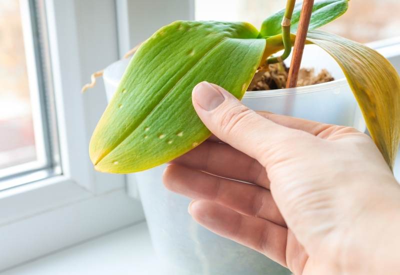 Orchid Leaves Turning Brown: Discover the Simple Solutions