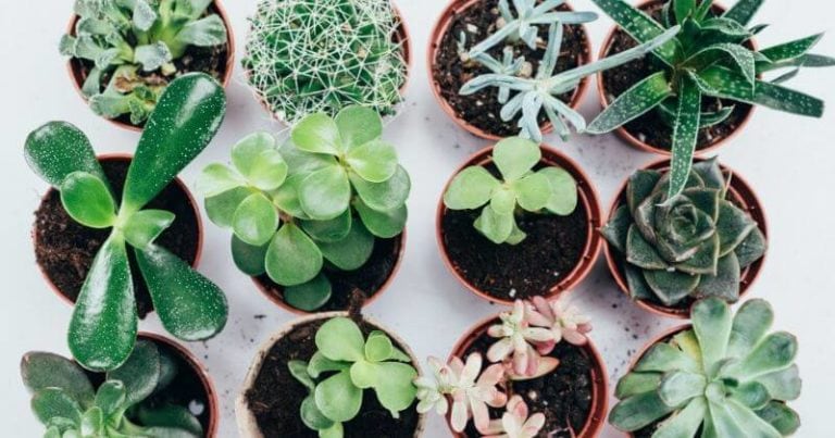 24 Best Low Light Succulents That You Can Grow Indoors