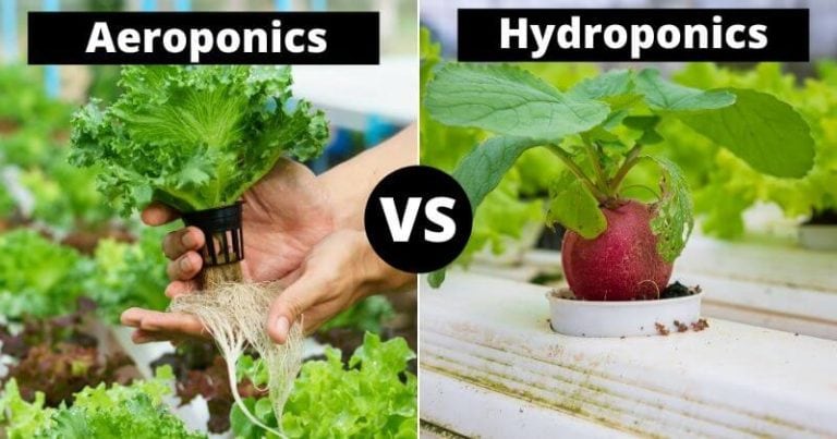 Aeroponics vs. Hydroponics: What’s The Difference? And Which Is Better?