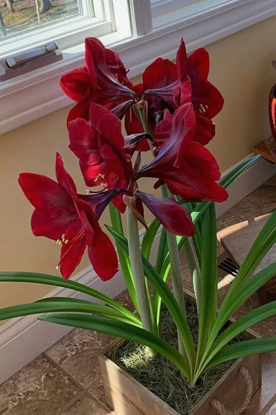 Amaryllis Amaryllis