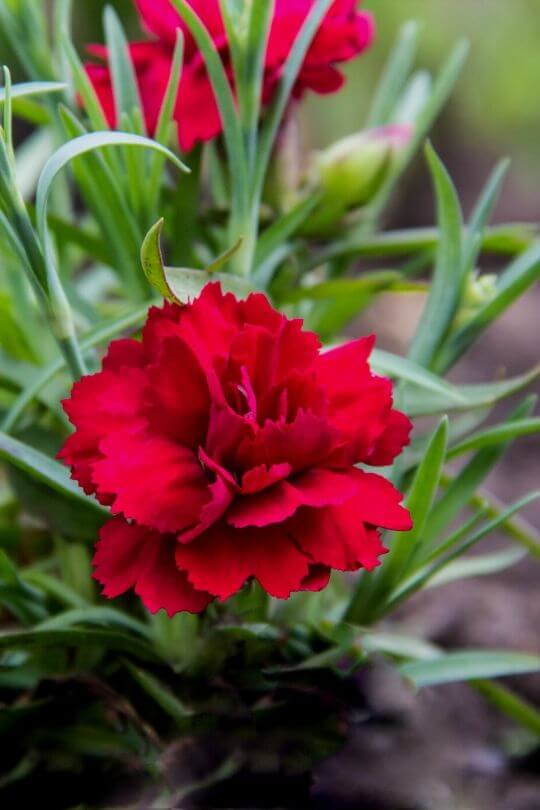 Carnations  Carnations