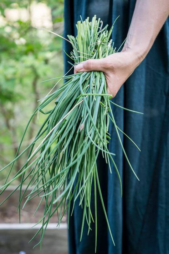 10 Of The Best Herbs For Growing In Hydroponic Gardening Chores