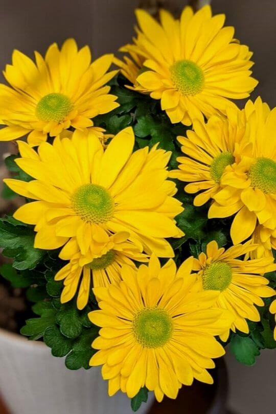 Chrysanthemums Chrysanthemums