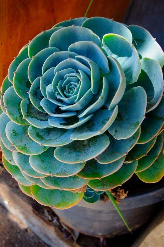 ECHEVERIA (Crassulaceae) ECHEVERIA (Crassulaceae)
