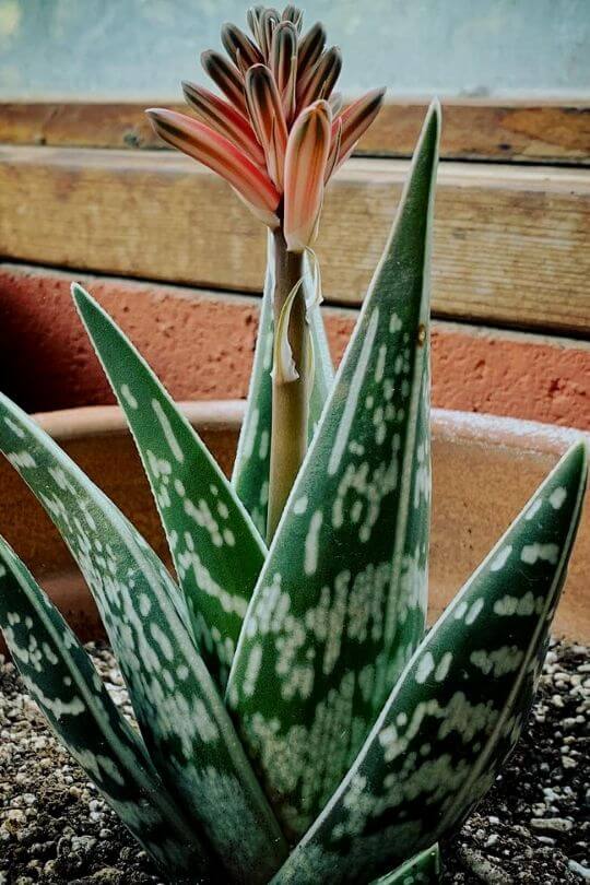 Gonialoe variegata (Tiger Aloe)