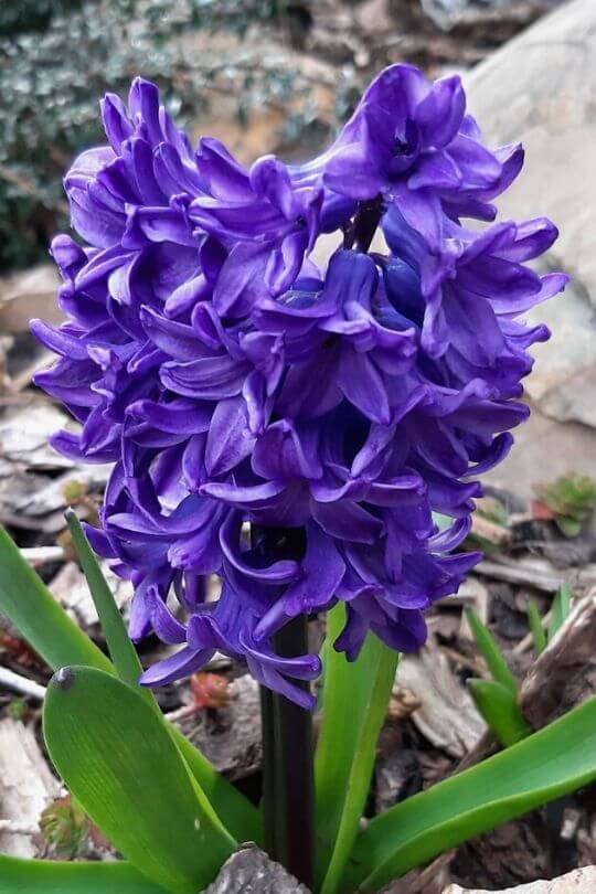 Hyacinth Hyacinth