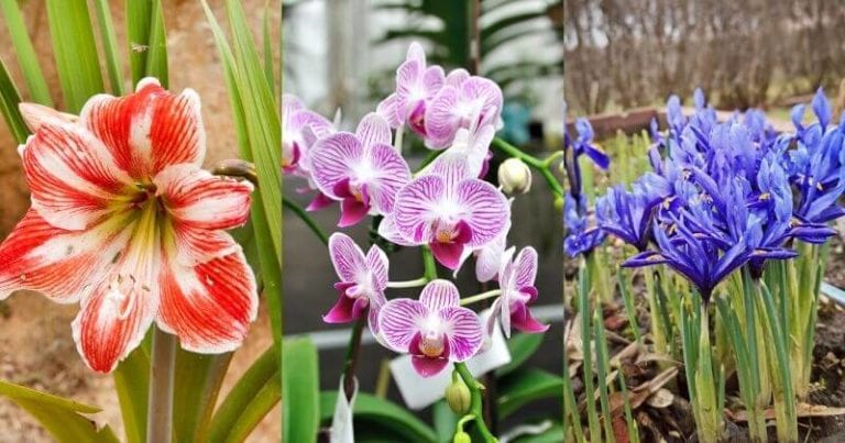 10 Stunning Flowers You can grow hydroponically
