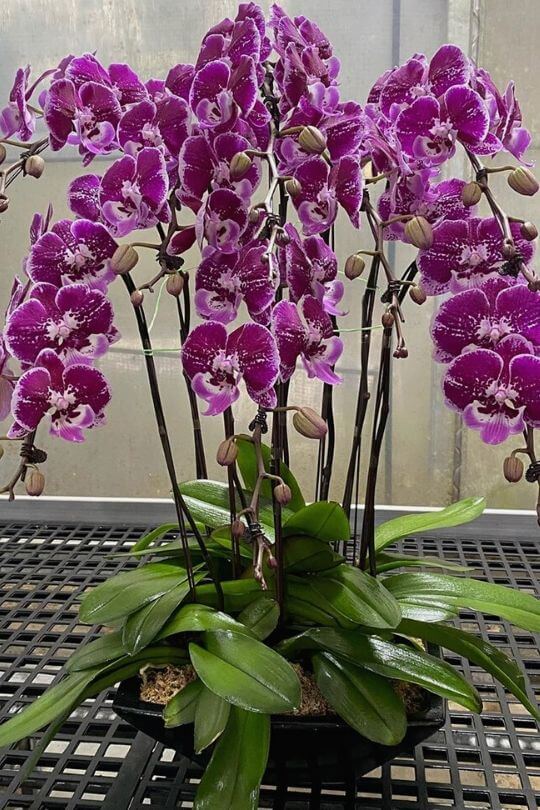 Orchids Orchids