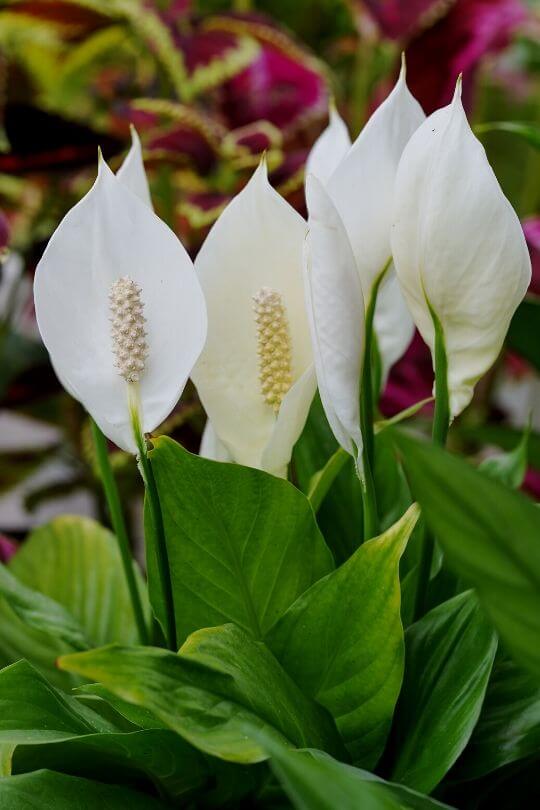 Peace lily Peace lily