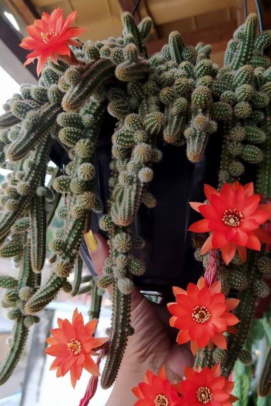 Peanut Cactus - Echinopsis chamaecereus