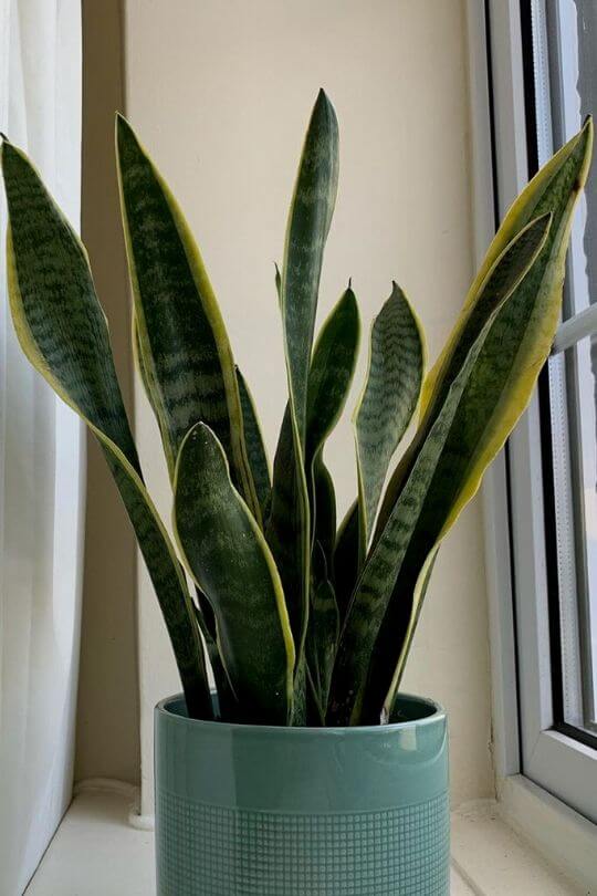 Sansevieria trifasciata (Mother-in-Law’s-Tongue)