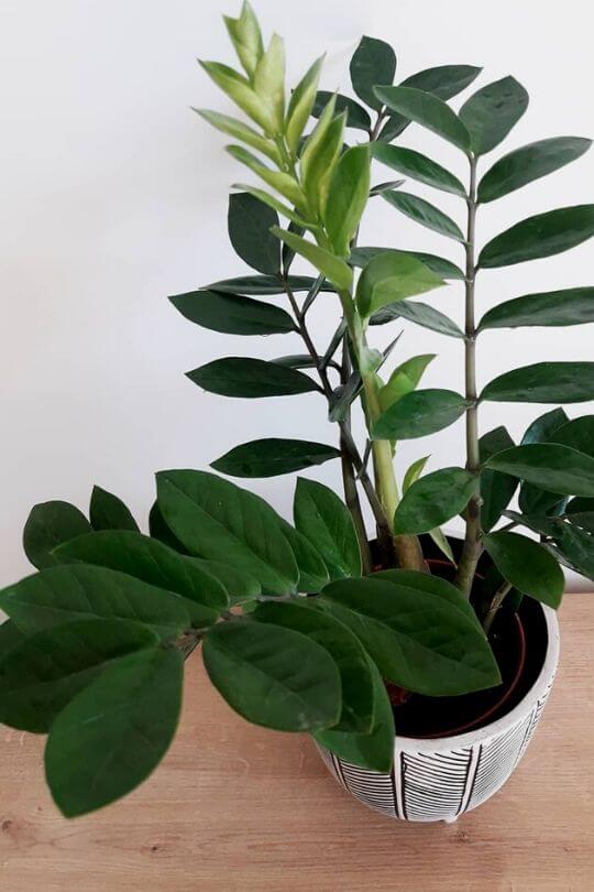 Zamiacaulcas zamiafolia (ZZ Plant) 