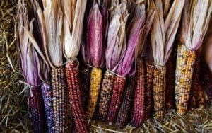 11 Best Sweet Corn Varieties To Grow In Your Garden