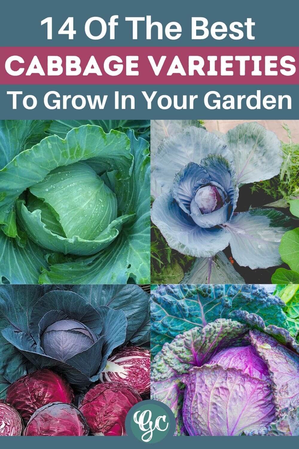 14 Different Types Of Cabbage Varieties For Your Garden Gardening Chores