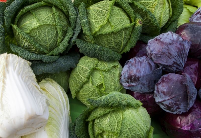 14 Different Types Of Tasty Cabbage Varieties To Grow In Your Garden