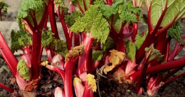 14 Absolute Best Rhubarb Varieties To Grow In Your Garden