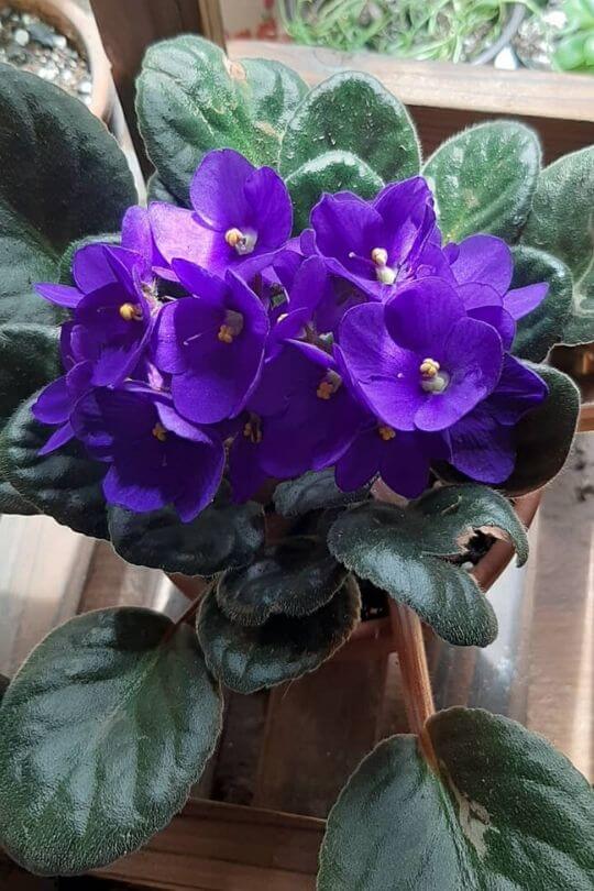 African violet