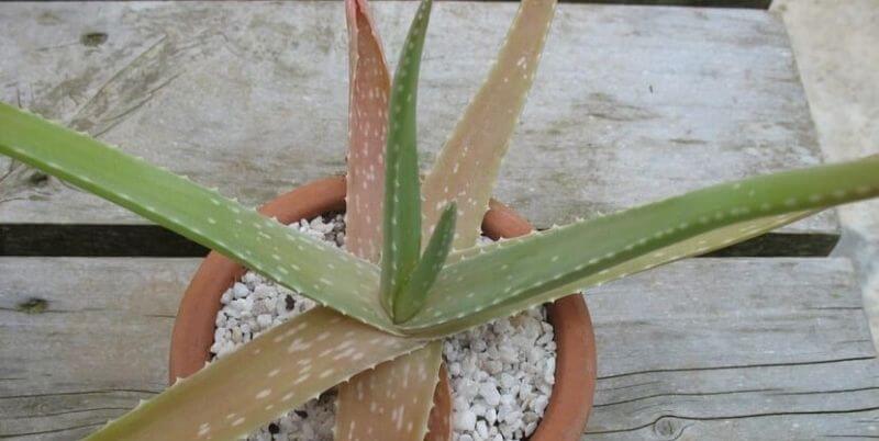 Aloe Plant Turning Brown