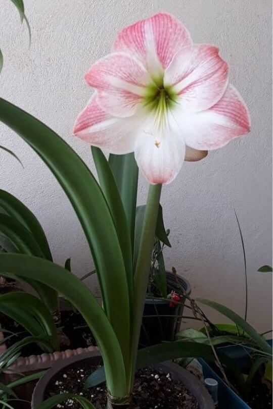 12 LowLight Flowering Indoor Plants To Brighten Your Home Gardening