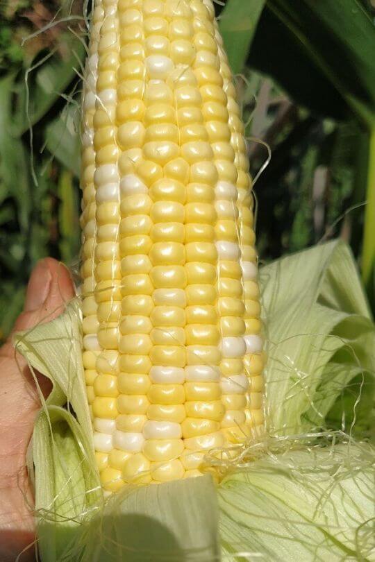 Ambrosia Hybrid corn
