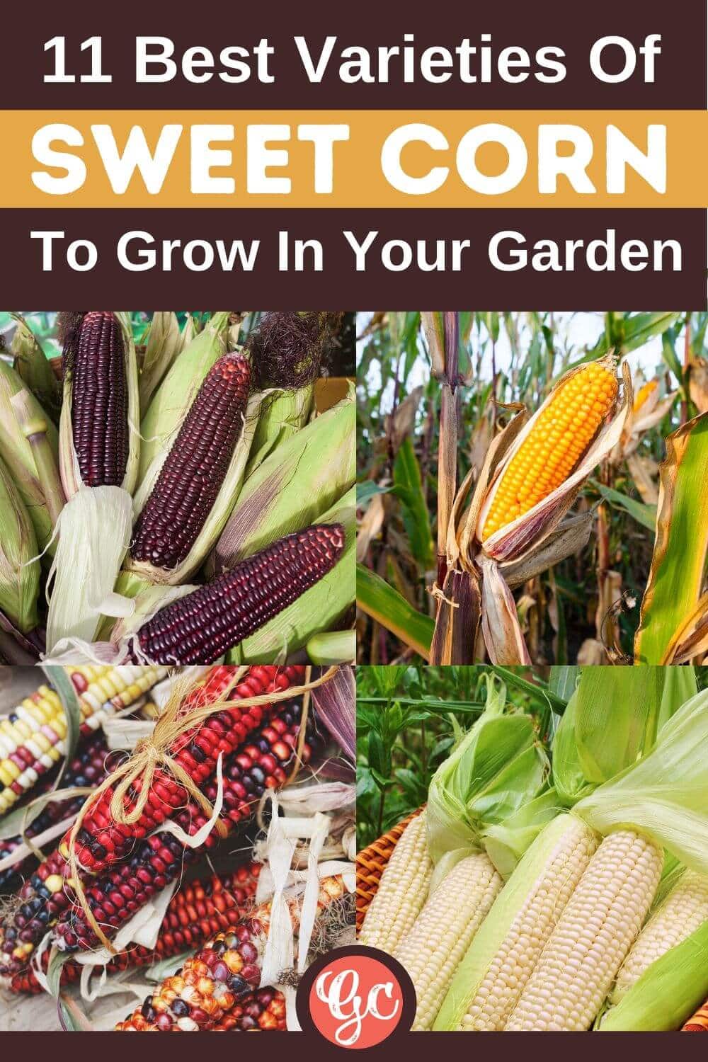 Best Varieties Of Sweet Corn To Grow In Your Garden