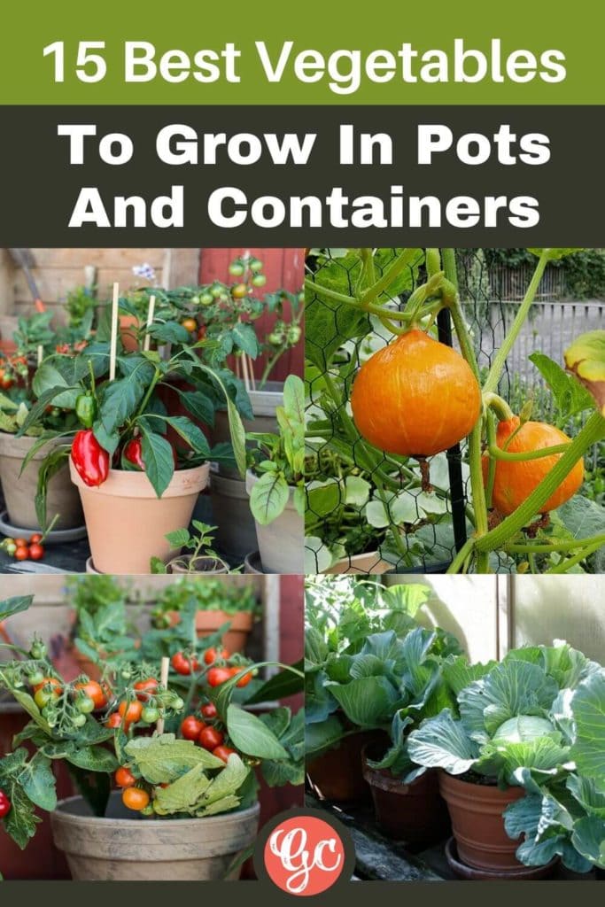 15 Best Vegetables To Grow In Pots And Containers Gardening Chores