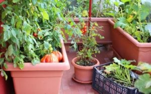 Best Vegetables To Grow In Pots And Containers